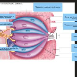 Correctly label the anatomical elements of the taste bud