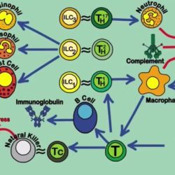 Phagocytosis neutrophil bacterium exocytosis endocytosis membrane engulf scheme