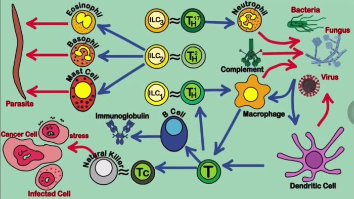 Phagocytosis neutrophil bacterium exocytosis endocytosis membrane engulf scheme