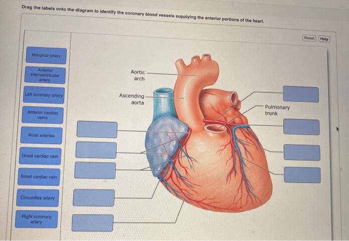 Drag the labels onto the diagram to identify the arteries.