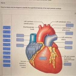 Labeling activity sheet review arteries drag identify labels onto diagram artery solved transcribed text show vein homework answers