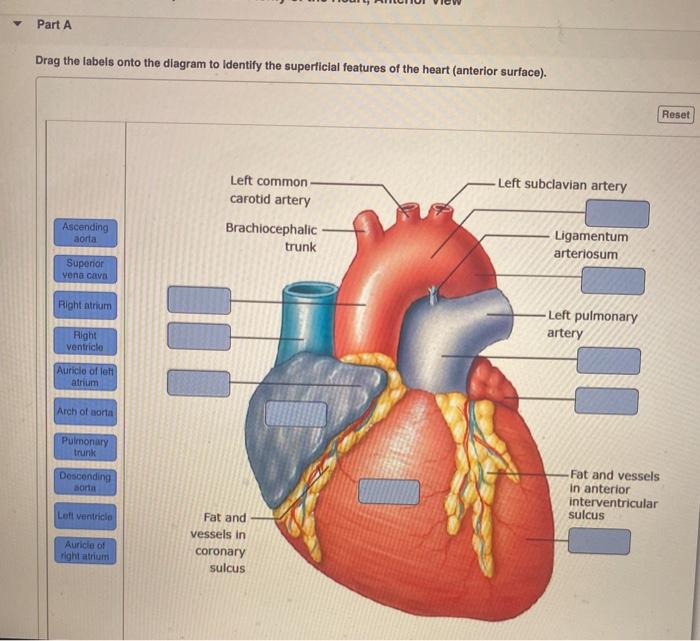 Labeling activity sheet review arteries drag identify labels onto diagram artery solved transcribed text show vein homework answers