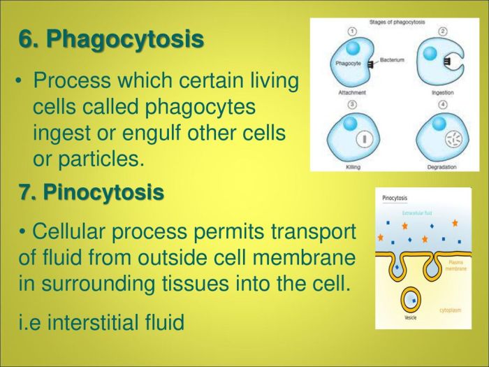 Phagocytosis macrophage gcmaf immune pathogen ingesting mirai saisei activating derived