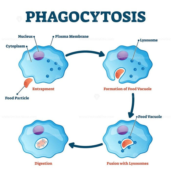 Which of the following statements concerning phagocytosis is true