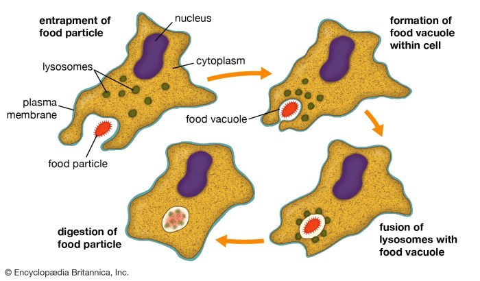 Which of the following statements concerning phagocytosis is true