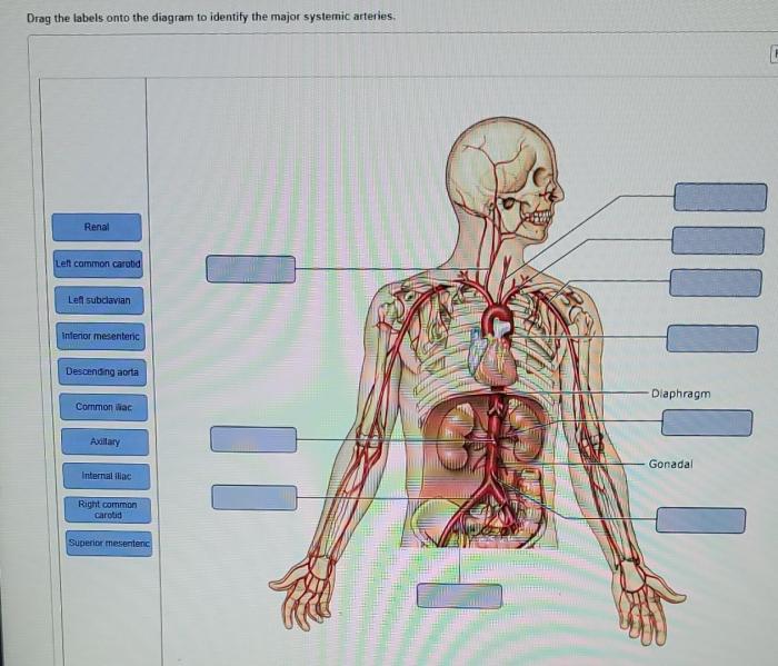 Drag the labels onto the diagram to identify the arteries.